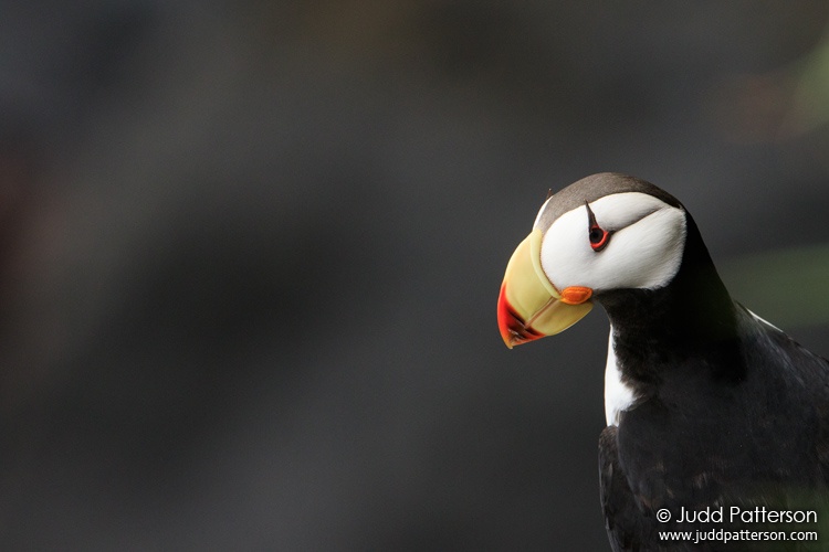 Horned Puffin, Reef Colony, Saint Paul, Alaska, United States